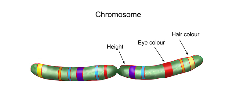 A signature of genes of a chromosome segment